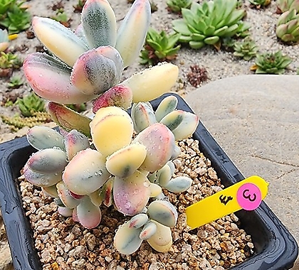Cotyledon orbiculata cv variegated 09123