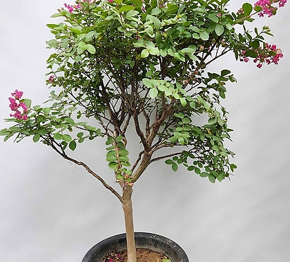 베롱나무 ( 백일홍 , 130-140cm , 진분홍 )