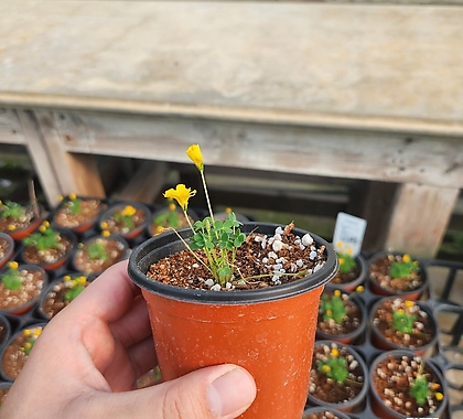 노바타 귀여운 노랑꽃식물  야생화