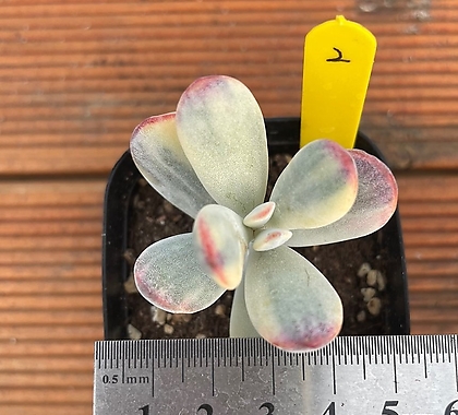 Cotyledon orbiculata cv variegated 0002