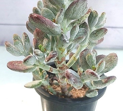 Cotyledon orbiculata cv variegated 50
