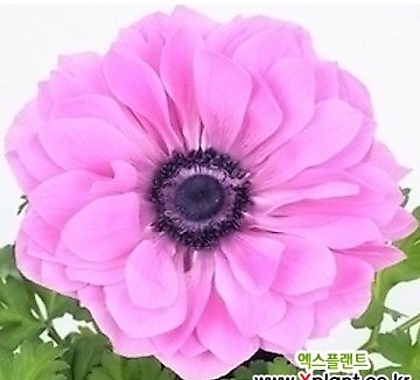 겹바람꽃 아네모네 판타지 로즈 겹꽃 (2구) 신상품 한정판매