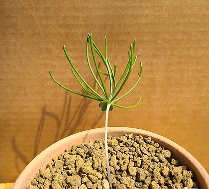 eriospermum bowieanum