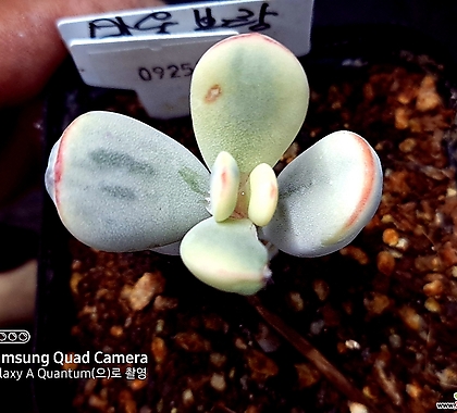 Cotyledon orbiculata cv variegated 092518