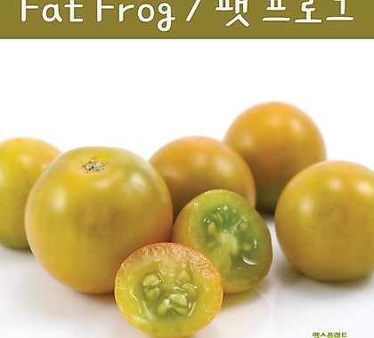 팻 프로그 Fat Frog 희귀 난쟁이 키작은 토마토 수경재배 앉은뱅이 토마토 교육용 체험용키우기 세트