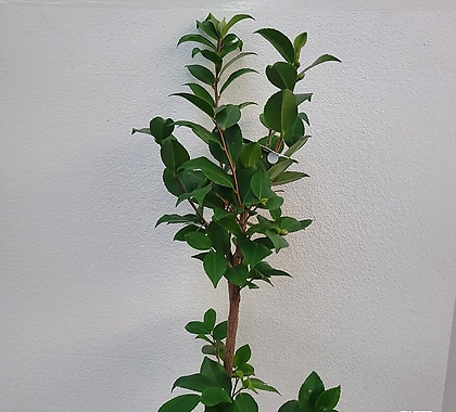실내공기정화식물 야생화 서향동백나무 대품 60-80cm 249
