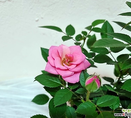 꽃용 미니장미 핑크 10cm포트