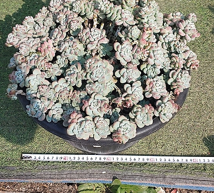 라울(대품)45cm식물지름
