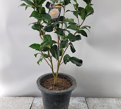겹백동백나무( 높이 80-100)