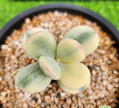 Cotyledon orbiculata cv variegated []