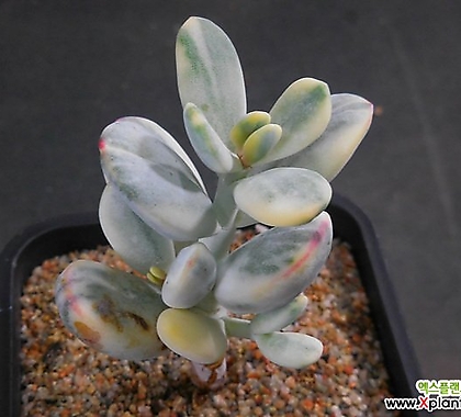 Cotyledon orbiculata cv variegated X100602