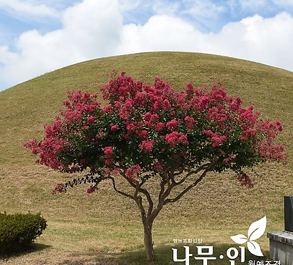 배롱나무 목백일홍 개화주 지름3cm