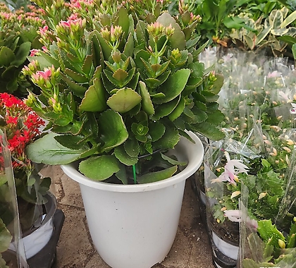 가랑코에 카랑코에 인기꽃식물 한정수량판매 특