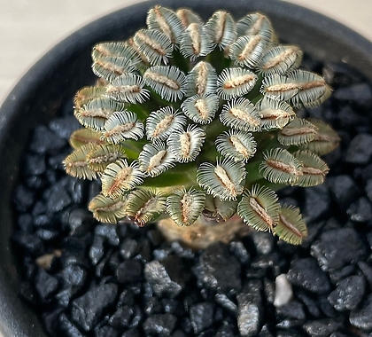 Mammillaria bertholdii Cactus - Xplant