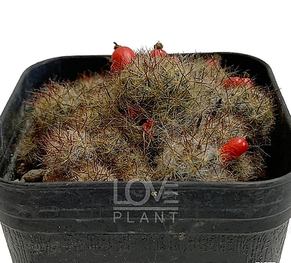 송하 군생 금송옥 빨간 열매 꽃피는 선인장 종류 소품 플랜테리어 다육이 공기정화식물