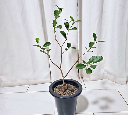 청년농부 이쁜수형 구아바 구아바나무 열매식물 구아바키우기 공기정화식물
