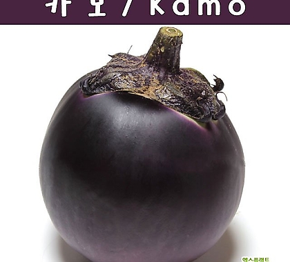 카모 Kamo 예쁜가지 희귀가지 키우기세트 교육,체험용 세트