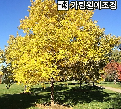 황금회화 나무 묘목 정원수 활엽수 가림원예조경