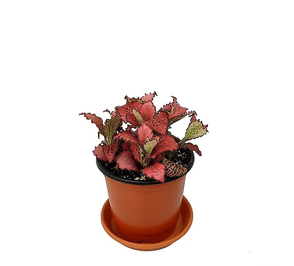 레드스타 공기정화식물 화분 꽃 키우기