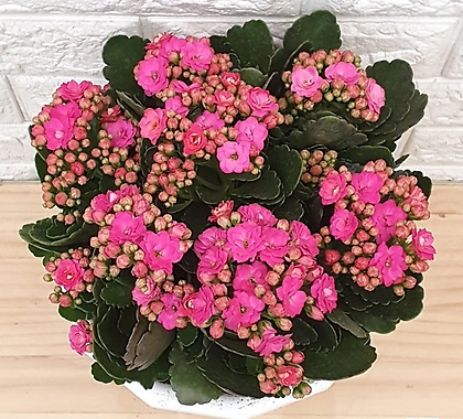 칼란디바 핑크23 - 겹꽃 퀸로즈