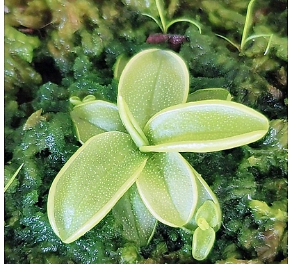 벌레잡이 제비꽃 프리뮬리플로라 희귀식물 식충식물