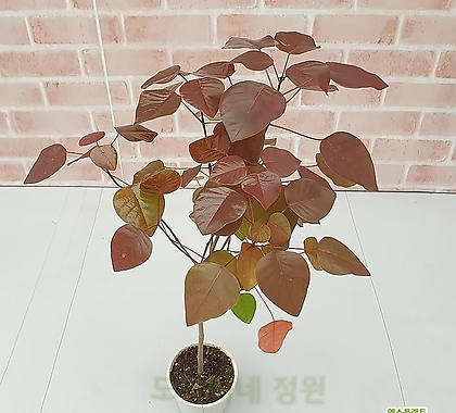 [도희씨네 정원] 짙은 가을색 초코리프 420