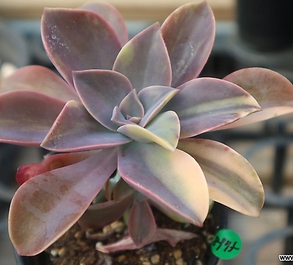 Echeveria gibbiflora Metallica 8975 Variegated - Xplant