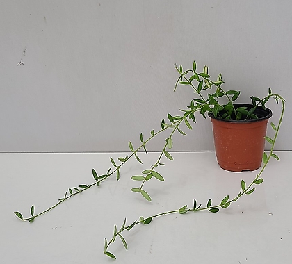 [길게늘어진] 호야 엥글레리아나(Hoya sp aff engleriana)  1/ 동일품배송