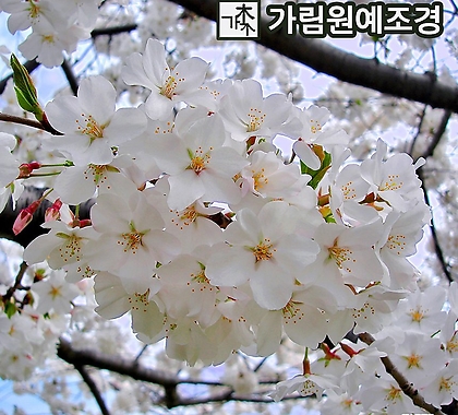 벚나무 겹벚나무 왕벚나무 개화주 분묘 및 접목묘 가림원예조경