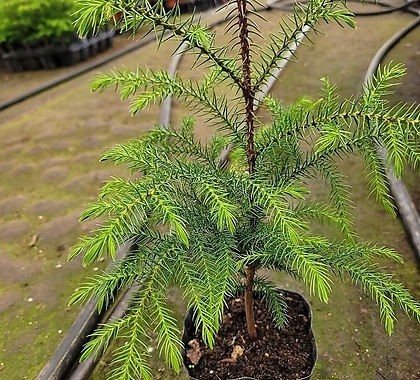 미니사이즈 아레우카리아 엑스플랜트 엑플 실내식물 공기정화식물 인테리어식물 트리나무