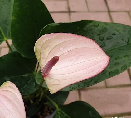 안시리움 졸리펄스 (랜덤배송) - 흰색에 분홍색 한방울 섞인듯한 색깔