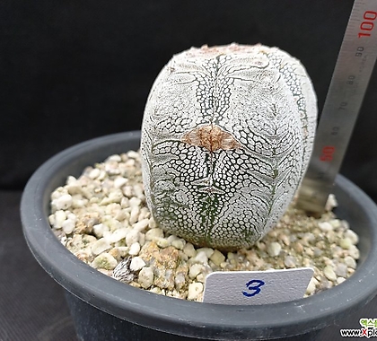 3.Astrophytum myriostigma cv. 'Onzuca' 온주카 난봉옥