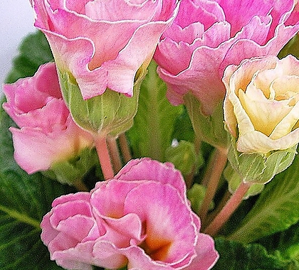 벨레玫瑰앵초개화전아름다운앵초미리만나보세요 