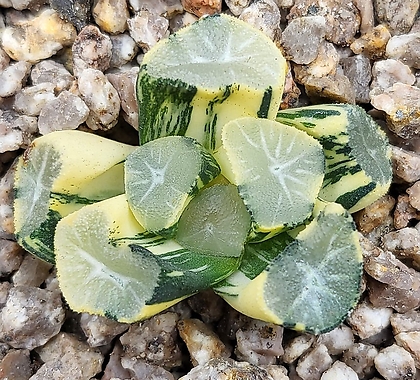 Sedum rubrotinctum cv.Aurora 1201-18