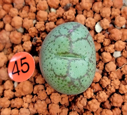 Conophytum Spp피시포르미우스터백화(컷팅전모주와같은모주꽃핀사진참고) 