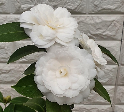 백동백나무(대품) - 흰동백 겹꽃130