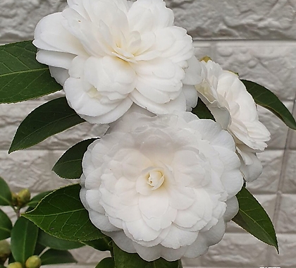백동백나무(대품) - 흰동백 겹꽃125