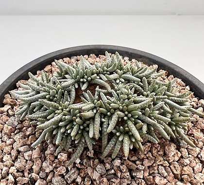 Avonia quinaria ssp Alstonii (01206)