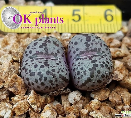 Conophytum obcordellum 1452.65-stenandrum 40K N of Bitterfontein 스테난드럼 2두