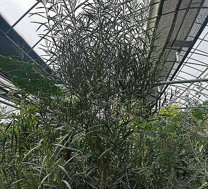 긴잎아카시아 초대형 250cm