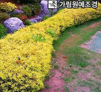 황금실화백 4치포트 상록수 정원수 조경수 가림원예조경