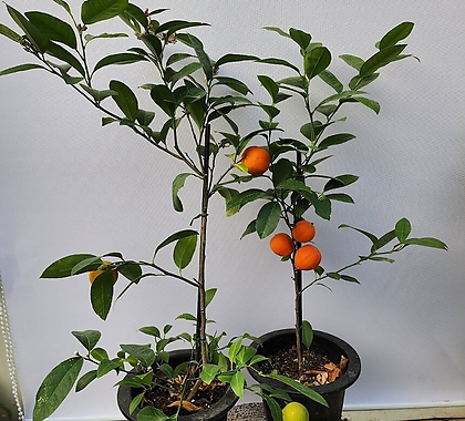 레몬오렌지나무 240