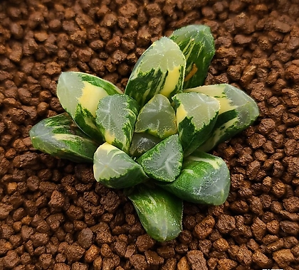 하월시아 만상교배금 (Haworthia maughanii hybrid variegated)
