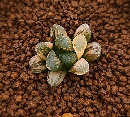 하월시아 그린에메랄드 옵투사금 (Haworthia obtusa 'GREEN EMERALD' variegated)