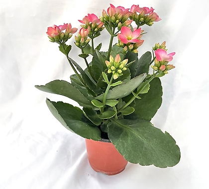 카랑코에노블 칼란디바 칼란코에노블 공기정화식물 키우기쉬운식물 핑크꽃 서비내 서비야드