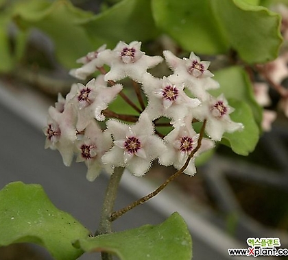 호야 칸야쿠마리아나 (kanyakumariana) 소품(꽃대없음) 희귀호야 키우기쉬운식물