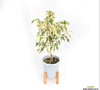 스타라이트 벤자민 Ficus Benjamina 'variegata' 무늬 칼라 중품 플렌테리어 공기정화 관엽식물 서비내