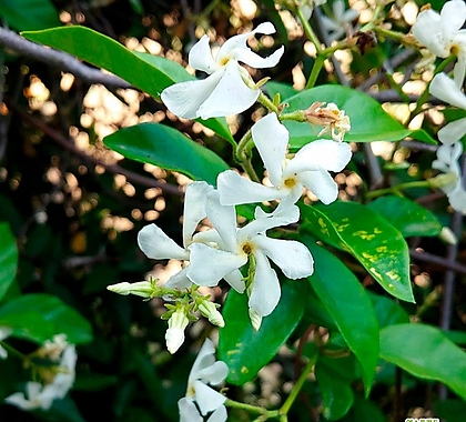 마삭줄 3치 포트묘 20개 백화등 흰색 봄 꽃 나무 들꽃 야생화 조경용 넝쿨꽃 식물