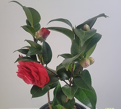 블랙로즈동백나무 겨울꽃 중형 빨간꽃 야생화 40-60cm 99