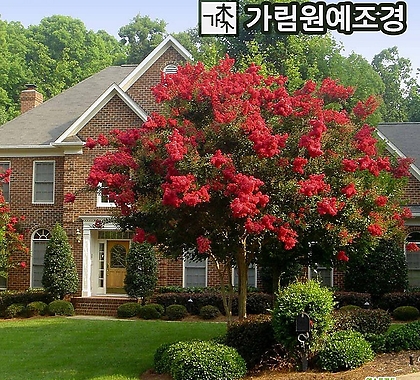 배롱나무 묘목 자엽배롱나무 백일홍 다이너마이트 핑크벨로 자금령 가림원예조경